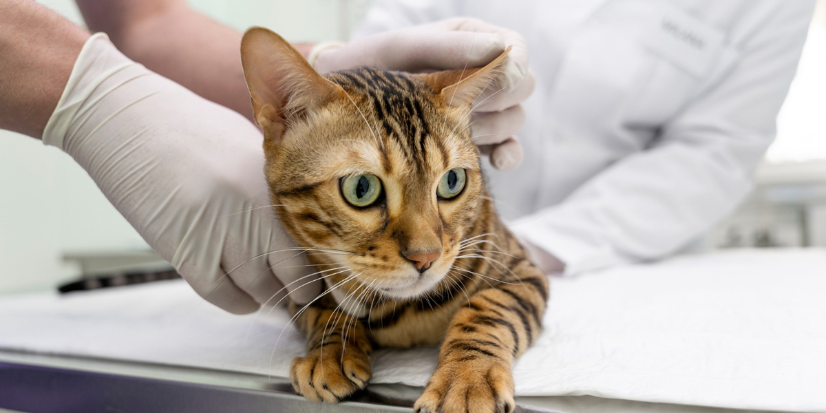 gattino su un tavolo veterinario con due mani che lo mantengono per una visita per assumere telmisartan