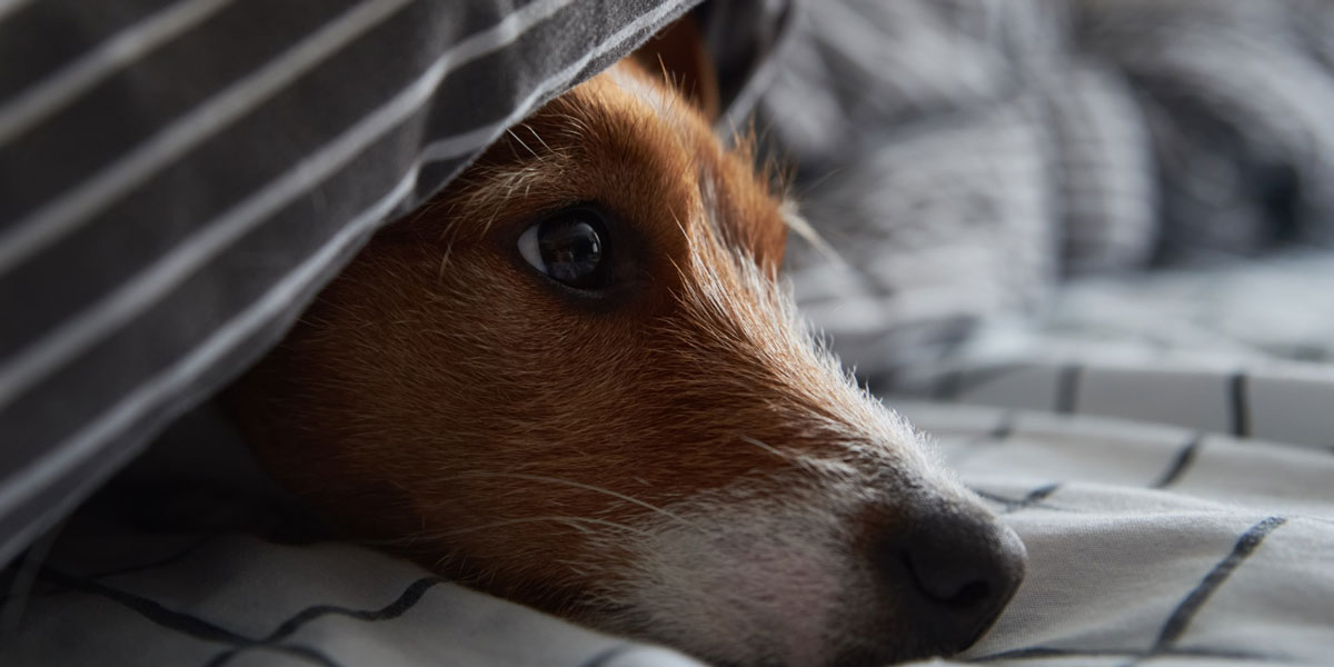 Animale domestico sotto la coperta nel letto. Ritratto di cane triste si scalda quando fa freddo